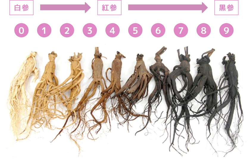 白参・紅参・黒参の画像